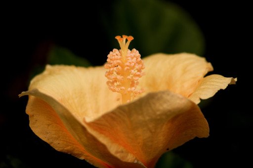 Jo Malone Orange Blossom Perfume